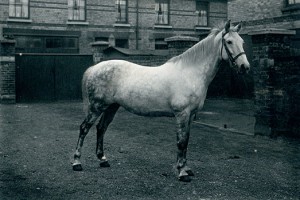 Pat Armstrong’s polo pony, Silverwings