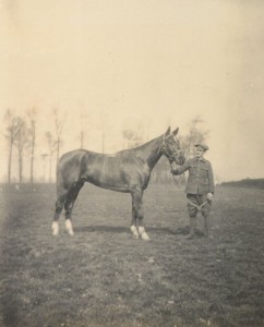 A cavalry horse