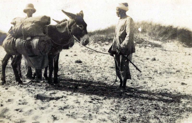 Donkeys in Gallipoli