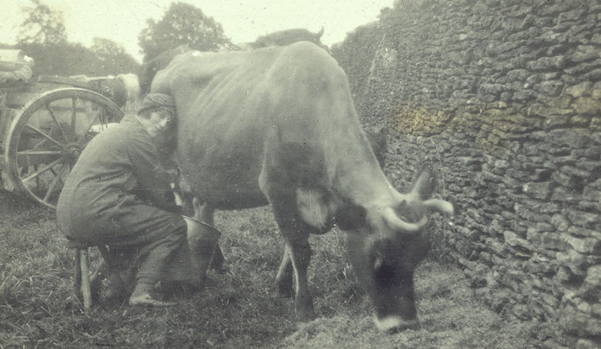 Ione milking a cow